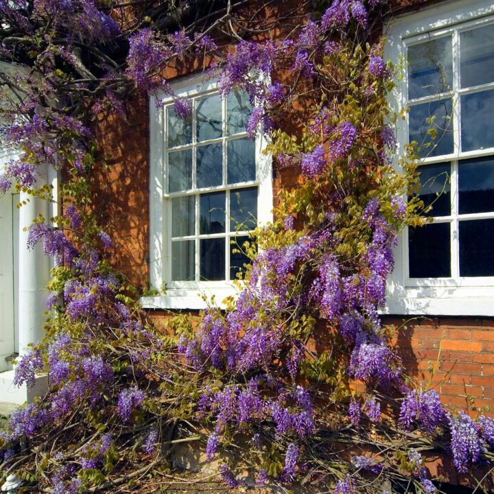 Hardwood Sash Windows